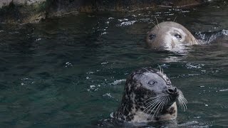 How Are Seals Different from Sea Lions [upl. by Uund]