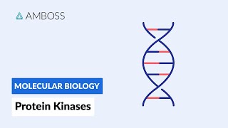 Protein Kinases Cell Signaling and Phosphorylation [upl. by Buonomo275]