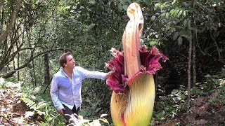 Worlds BIGGEST Flowers Worlds Most Spectacular Plants episode 2 of 14 [upl. by Aeslehs528]