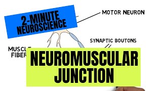 2Minute Neuroscience Neuromuscular Junction [upl. by Malanie]