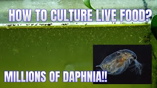 How to Culture Daphnia Secret Method to Breed MILLIONS  Simply Aquatic [upl. by Nidnerb394]