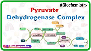 Pyruvate dehydrogenase complex  Animation   Mechanism  Regulation and inhibitors  USMLE Step 1 [upl. by Waldron43]