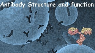 Polyclonal Antibodies Production Process  In Detail [upl. by Nikolaus]