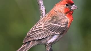 Red House Finch Song  bird Singing [upl. by Torr522]