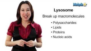 Learn Biology Cells—Lysosomes [upl. by Aerdnaed]