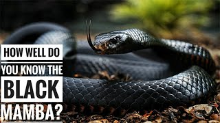 Black mamba  Description Characteristics and Facts [upl. by Niboc]