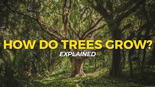 How Trees Grow  Eco Facts  One Tree Planted [upl. by Genesia]