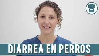 La Diarrea En Perros  ¿Qué Hacer Si Mi Perro Tiene Diarrea [upl. by Lissa]