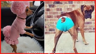 🐶 CACHORROS ENGRAÇADOS  Tente Não rir  Videos Super Engraçados [upl. by Thaxter986]