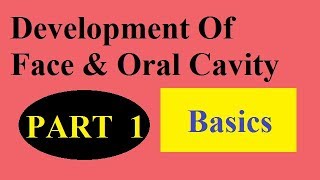 Development of face and palate [upl. by Finella]