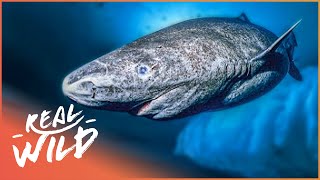 The Greenland Shark The Search For A 400YearOld Monster  Natural Kingdom  Real Wild [upl. by Marieann]