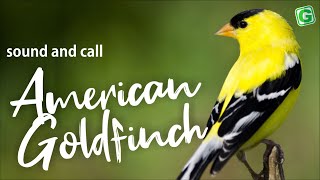 American Goldfinch Song Sound Call And Singing [upl. by Gilford]