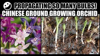 PROPAGATION amp REPOT  Chinese Ground Growing Orchids  Bletilla Striata [upl. by Lydon511]