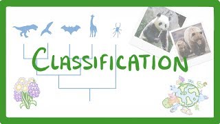 GCSE Biology  Classification 80 [upl. by Lorelle]