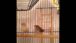 Zebra Finch Sounds beeps amp peeps [upl. by Aneelehs]