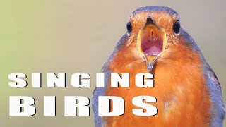 SINGING BIRDS [upl. by Fiedling]