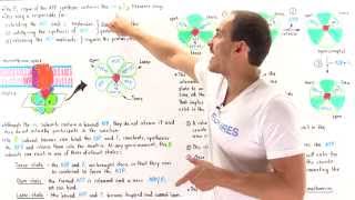 Mechanism of ATP Synthase [upl. by Tarttan]