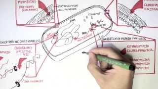 Microbiology  Antibiotics Mechanisms of Action [upl. by Brick]