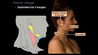 Triangles of the Neck [upl. by Telrats407]