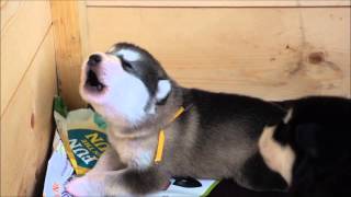 Alaskan Malamute puppy howling 15 day old [upl. by Pavyer]