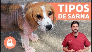 Tipos de SARNA EN PERROS [upl. by Yeslek]