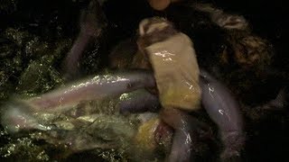 Giant Candirus Feeding Frenzy Faster than Piranhas  Deadly 60  BBC Earth Explore [upl. by Rramo]