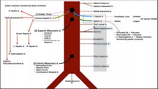 The Abdominal Aorta  Branches amp Components [upl. by Assened786]