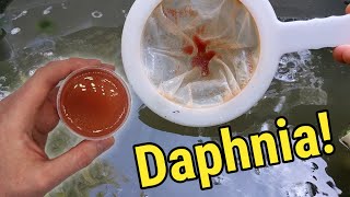 How I Culture Daphnia In Outdoor Tubs [upl. by Larimer]