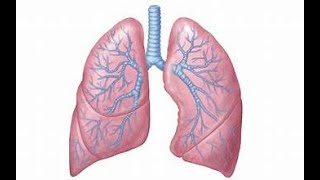 Respiratory module revision [upl. by Silisav209]