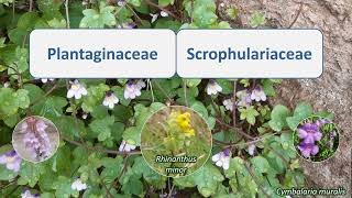 Plantaginaceae amp Scrophulariaceae [upl. by Alleunam]