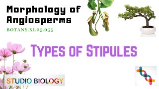 Class 11Botany LectureDiscuss The Different Types Of STIPULES amp Its Structure With Example335 [upl. by Moss]