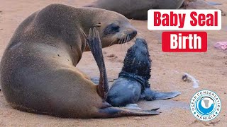 Baby Seal Live Birth [upl. by Jem482]