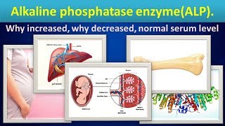 Alkaline phosphatase enzymeALP why increaseddecreasednormal range [upl. by Miza]