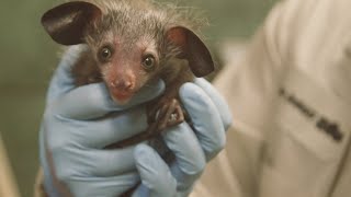 Rare Baby AyeAye Born at the San Diego Zoo [upl. by Nahtanoy112]