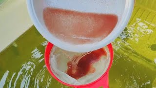 How to culture daphnia  Daphnia culture  How to grow daphnia outdoor [upl. by Niraa]