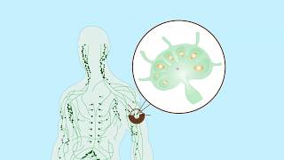 How do T lymphocytes regulate movement out of lymph nodes [upl. by Stewart265]