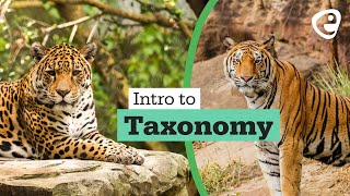 Introduction to Taxonomy [upl. by Woodcock465]