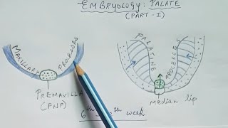 Embryology of palate  Part 1 [upl. by Tiphane]