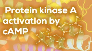 Protein kinase A activation by cAMP [upl. by Langille]