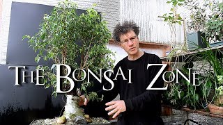 Ficus benjamina Fusion project Update The Bonsai Zone April 2018 [upl. by Anivol928]