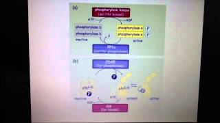 Phosphorylation and dephosphorylation  phosphatases activating and deactivating proteins [upl. by Aiel696]