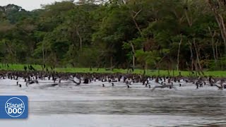 La interesante vida de los habitantes del Amazonas DOCUMENTAL COMPLETO [upl. by Okia]