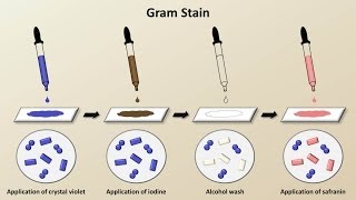 Classification of Bacteria Antibiotics  Lecture 1 [upl. by Neenahs]