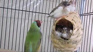 Society Finch Breeding  Babies Various Growth Stages [upl. by Oned]