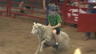 Mutton Busting  Iowa State Fair 2012 [upl. by Esoryram]