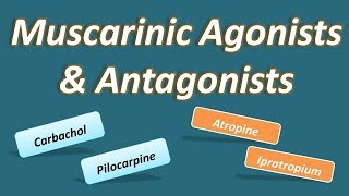 Muscarinic agonists and antagonists [upl. by Ekez]