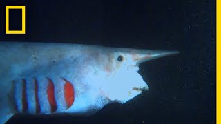 The Goblin Shark  What the Shark [upl. by Stanford]