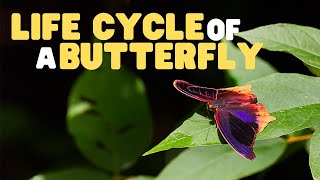 Life Cycle of a butterfly  Butterflies for Kids  Learn the 4 stages of the butterfly life cycle [upl. by Esidarap]