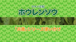 【野菜】「品種解説」タキイ ホウレンソウ品種の使い分け [upl. by Auvil]