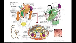 APPAREIL DIGESTIF 2e PARTIE [upl. by Ifar]